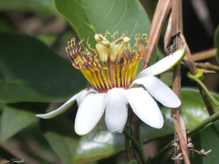 Passiflora costata