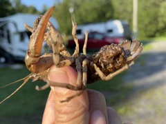 Cambarus bartonii bartonii