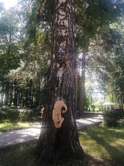 Climacodon septentrionalis