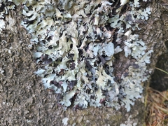Parmelia submontana