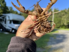 Cambarus bartonii bartonii