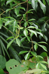 Zanthoxylum asiaticum