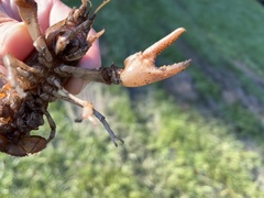 Cambarus bartonii bartonii