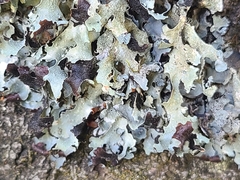 Parmelia submontana