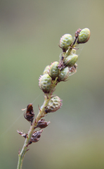 Onobrychis ruprechtii