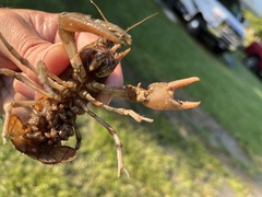 Cambarus bartonii bartonii