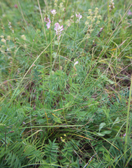 Onobrychis ruprechtii