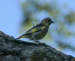 Chloris sinica kawarahiba