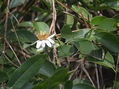 Passiflora costata