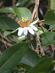 Passiflora costata