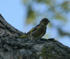 Chloris sinica kawarahiba