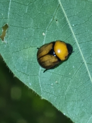 Parastasiina