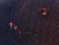 Amphiprion percula