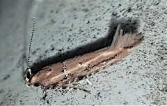 Macrobathra nephelomorpha