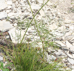 Peucedanum ruthenicum