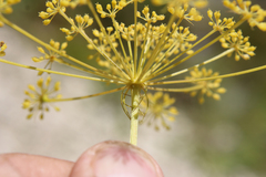 Peucedanum ruthenicum