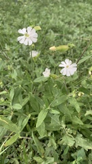 Silene latifolia alba