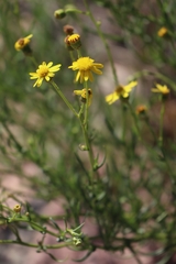 Senecio inaequidens