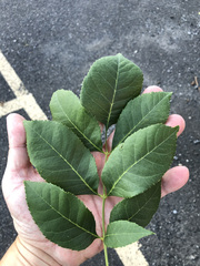 Fraxinus pennsylvanica