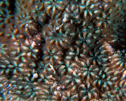 Cycloseris explanulata