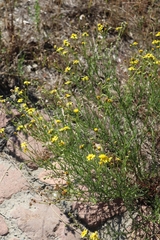 Senecio inaequidens