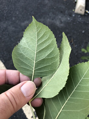 Fraxinus pennsylvanica