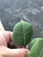 Fraxinus pennsylvanica