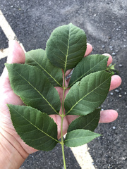 Fraxinus pennsylvanica