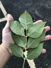 Fraxinus pennsylvanica