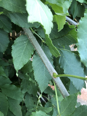 Fraxinus pennsylvanica