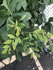 Fraxinus pennsylvanica