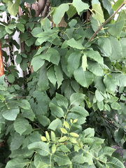 Fraxinus pennsylvanica
