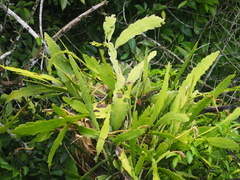 Epiphyllum phyllanthus