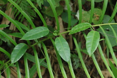 Toxocarpus wightianus