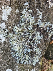 Parmelia submontana