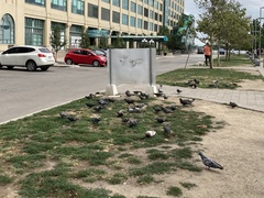 Columba livia domestica