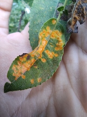 Melampsora epitea