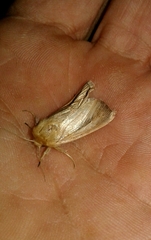 Sesamia nonagrioides