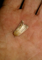 Sesamia nonagrioides