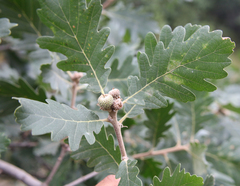 Quercus macranthera