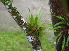 Tillandsia juncea