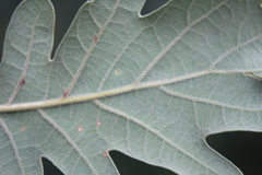 Quercus macranthera