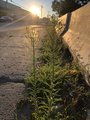 Erigeron canadensis