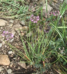 Allium rubens