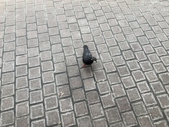 Columba livia domestica