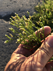 Erigeron canadensis