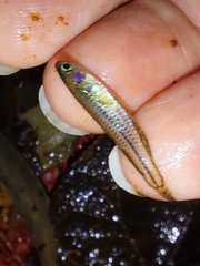 Pseudomugil gertrudae