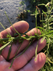 Erigeron canadensis
