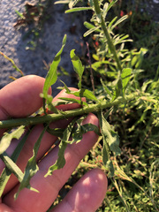 Erigeron canadensis