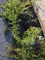 Erigeron canadensis